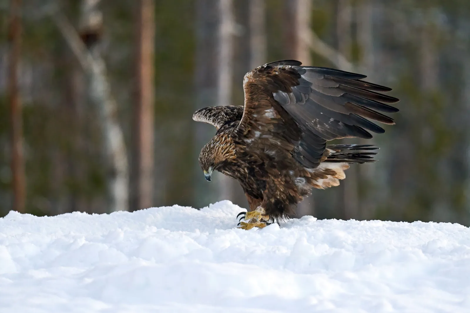 A golden eagle landing in the snow, wings spread