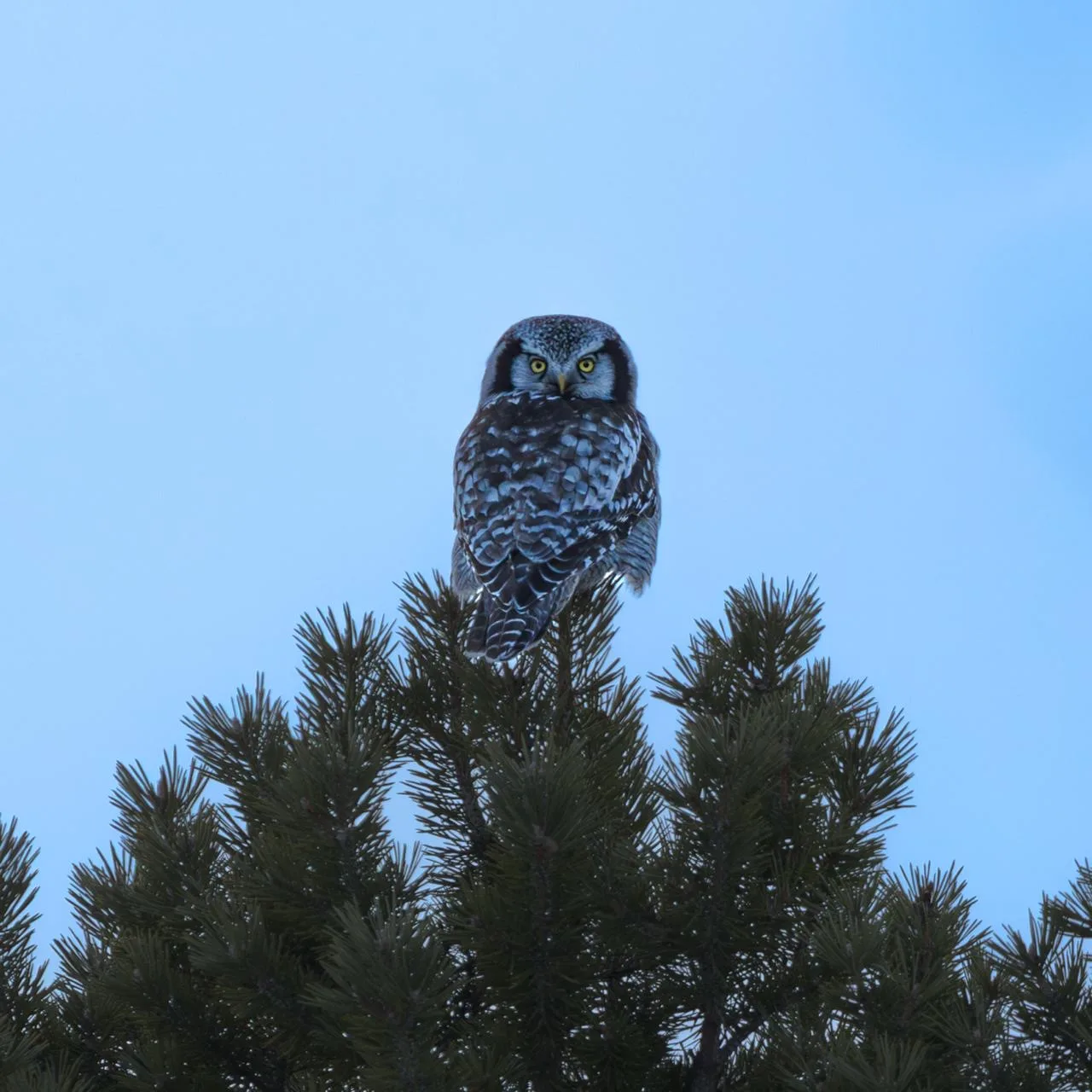A northern hawk owl perched at the top of a pine, yellow eyes fixed on the lens, under a blue sky