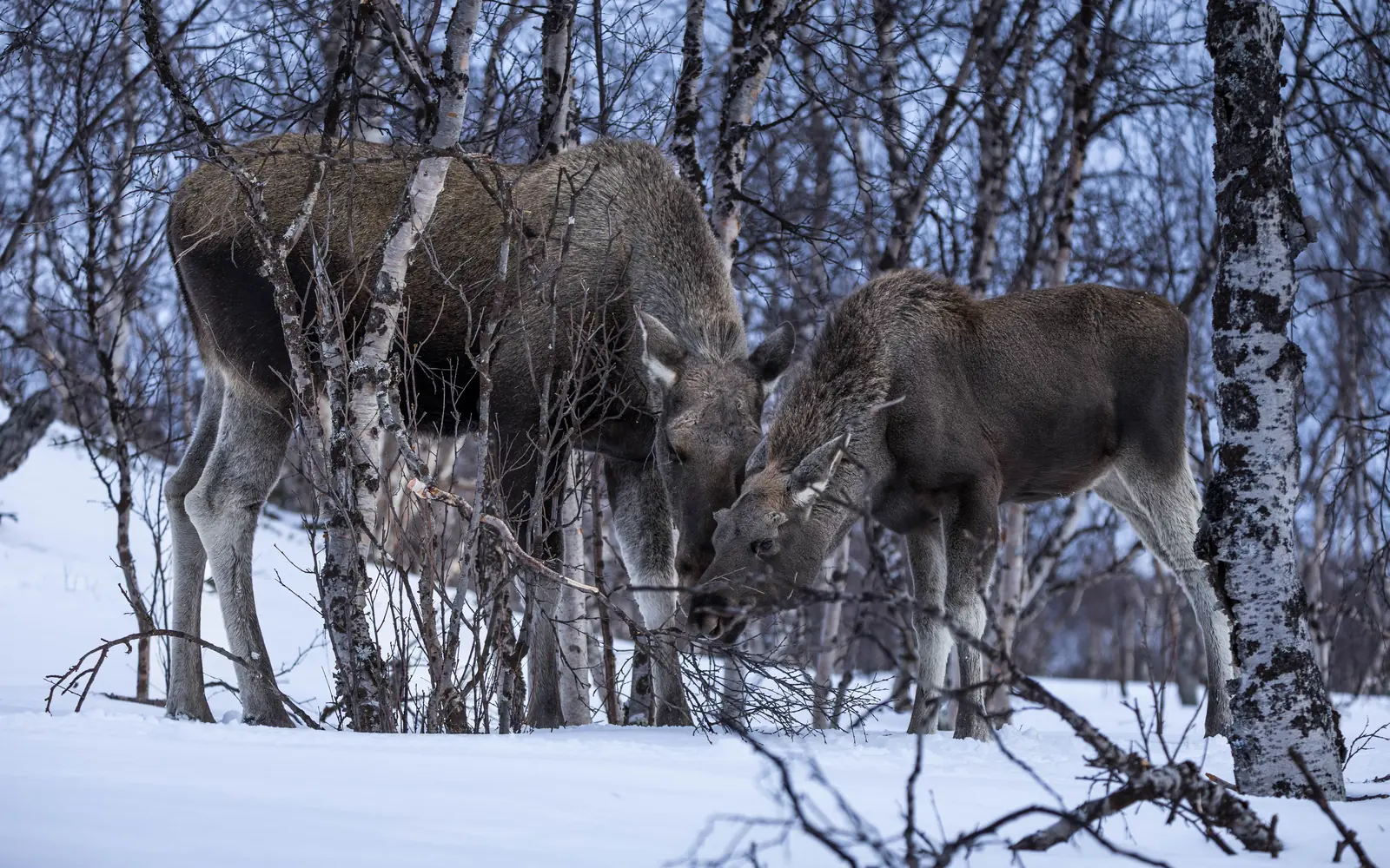 Two moose browsing birch branches in the snow