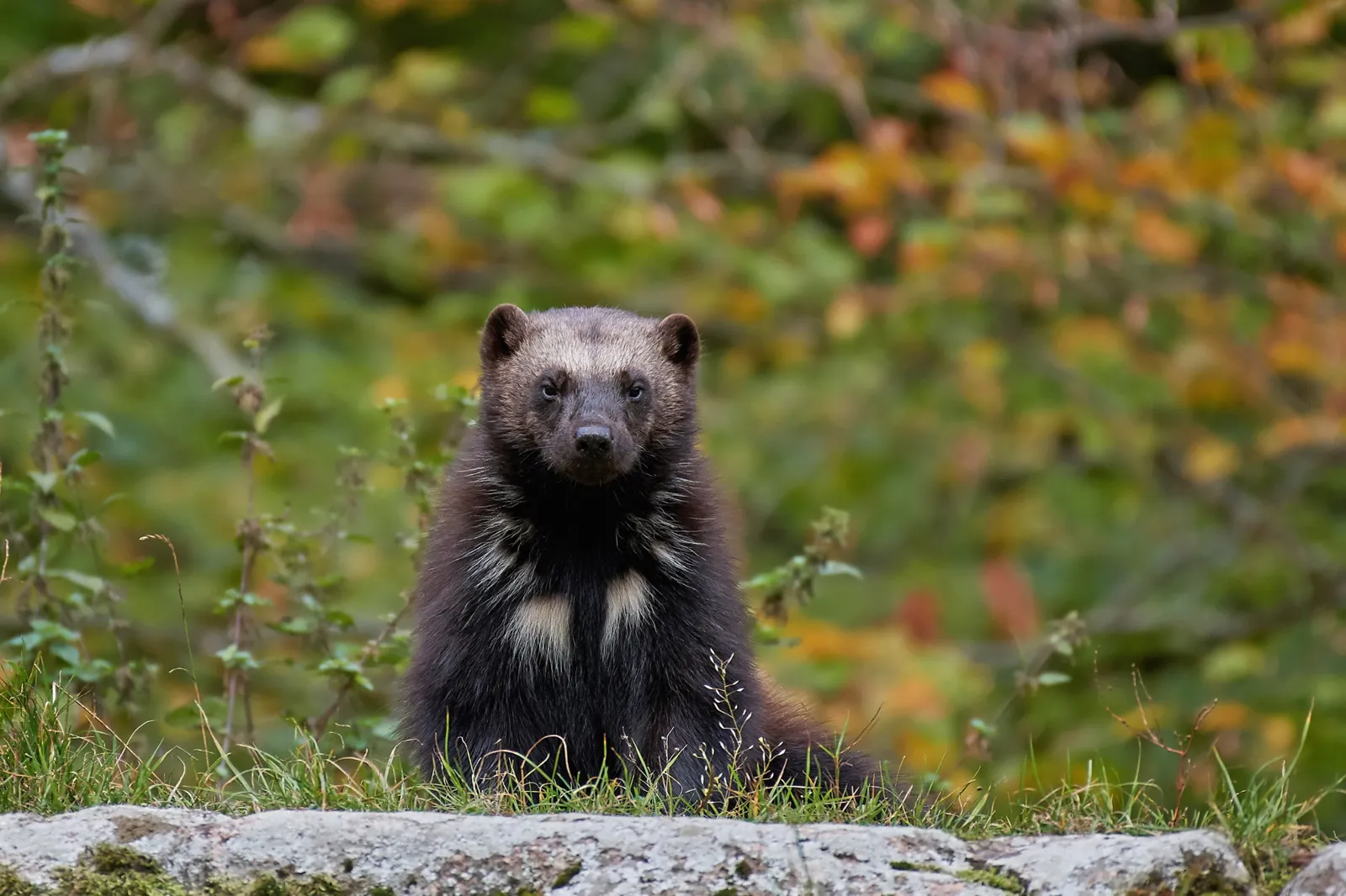 A dark brown wolverine sitting and looking at the camera
