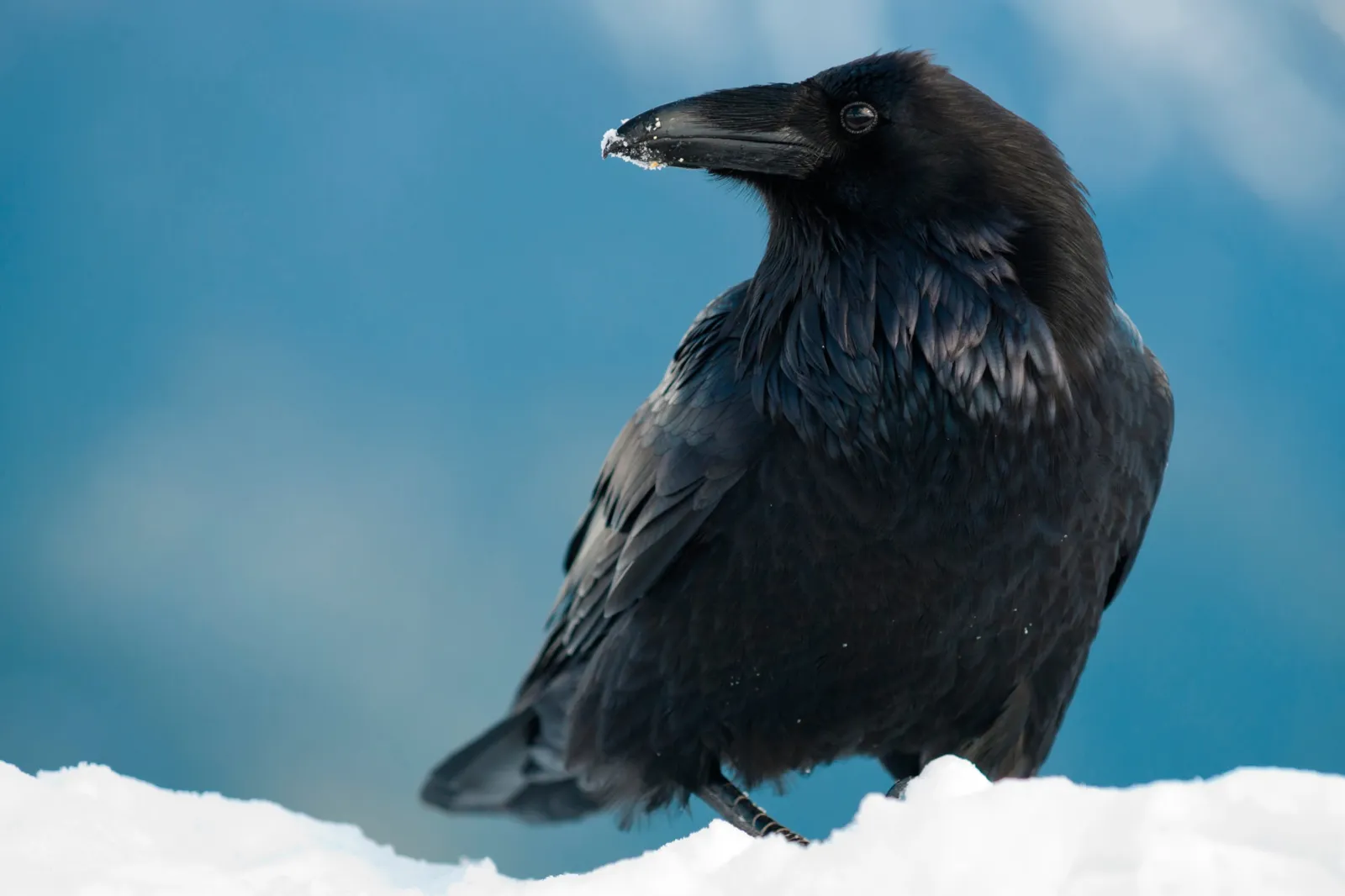 A black raven perched on the snow against a blue sky