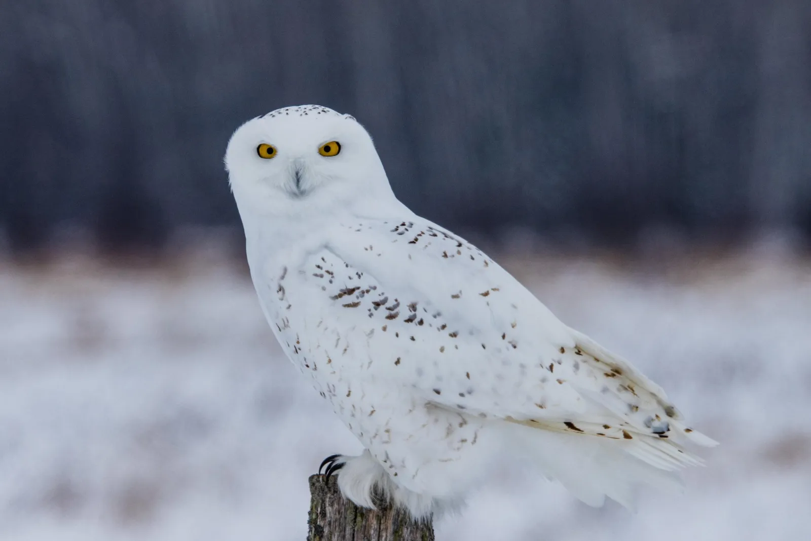 A yellow-eyed snowy owl perched on a post