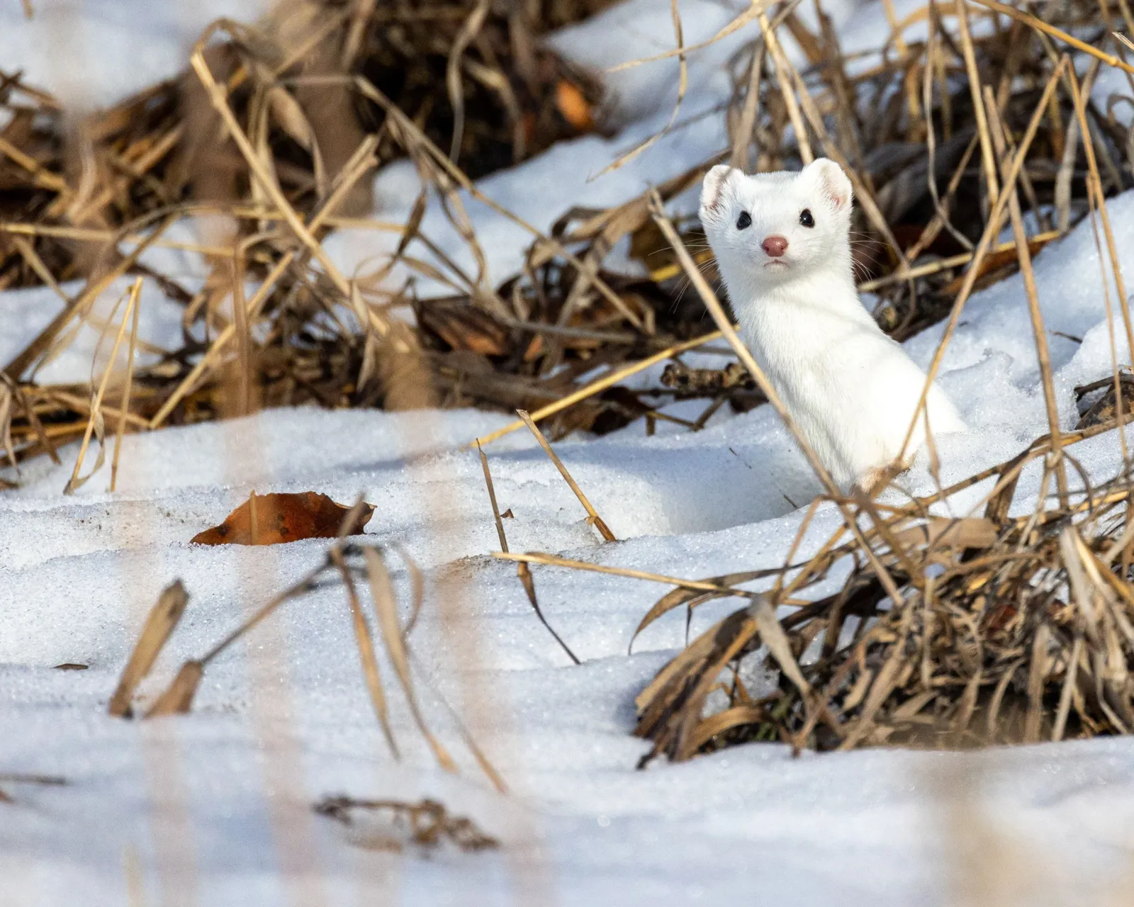 A white stoat raising its head out of the snow among dry grass