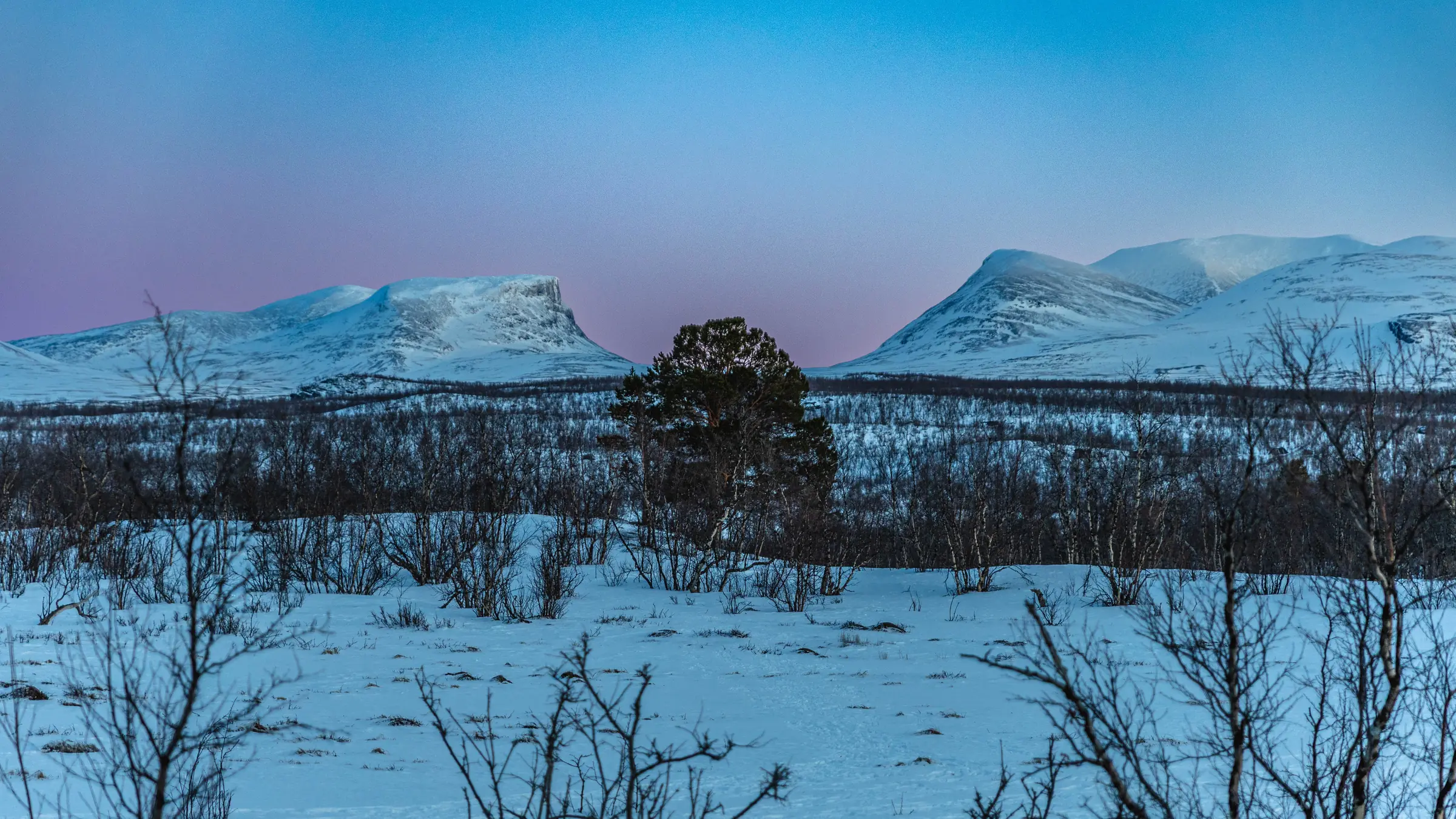Snowy mountains at blue hour, a lone pine in front of a birch forest