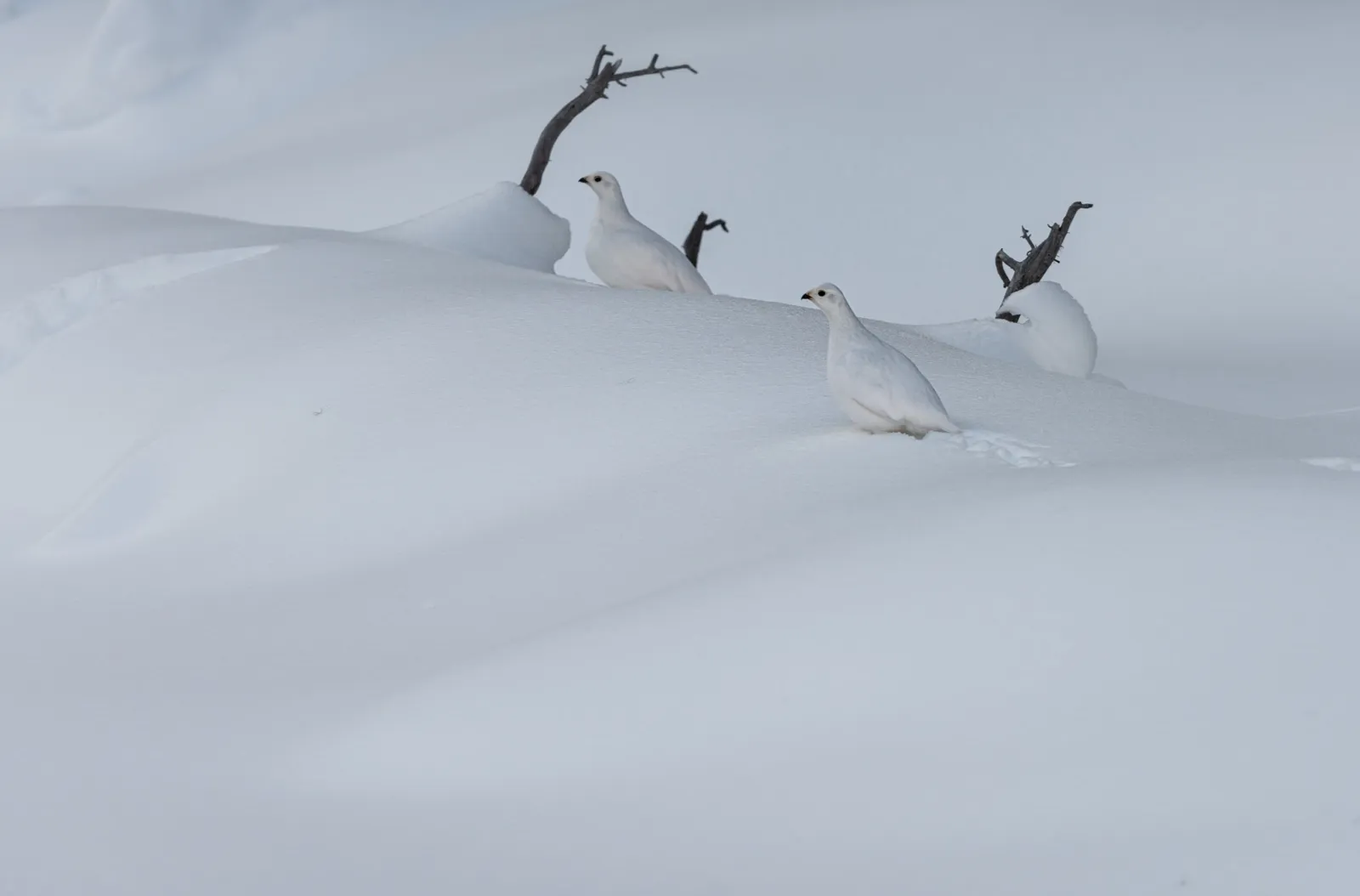Two white ptarmigans, almost invisible on a snowy slope