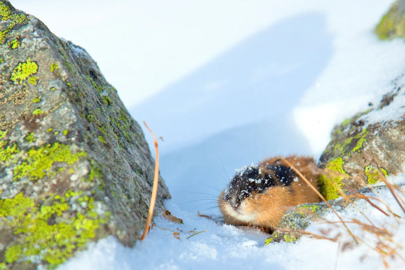 A russet and black lemming peeking out of the snow between two lichen-covered rocks