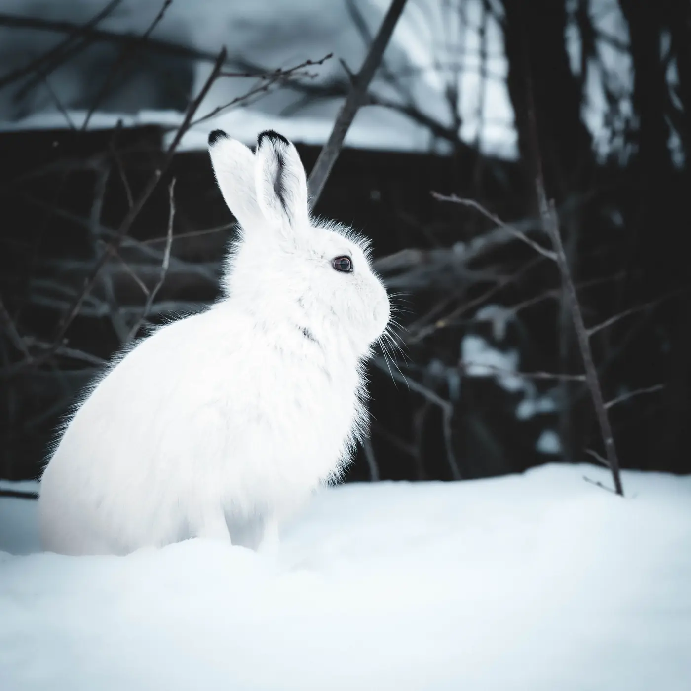 A mountain hare with white fur in the snow