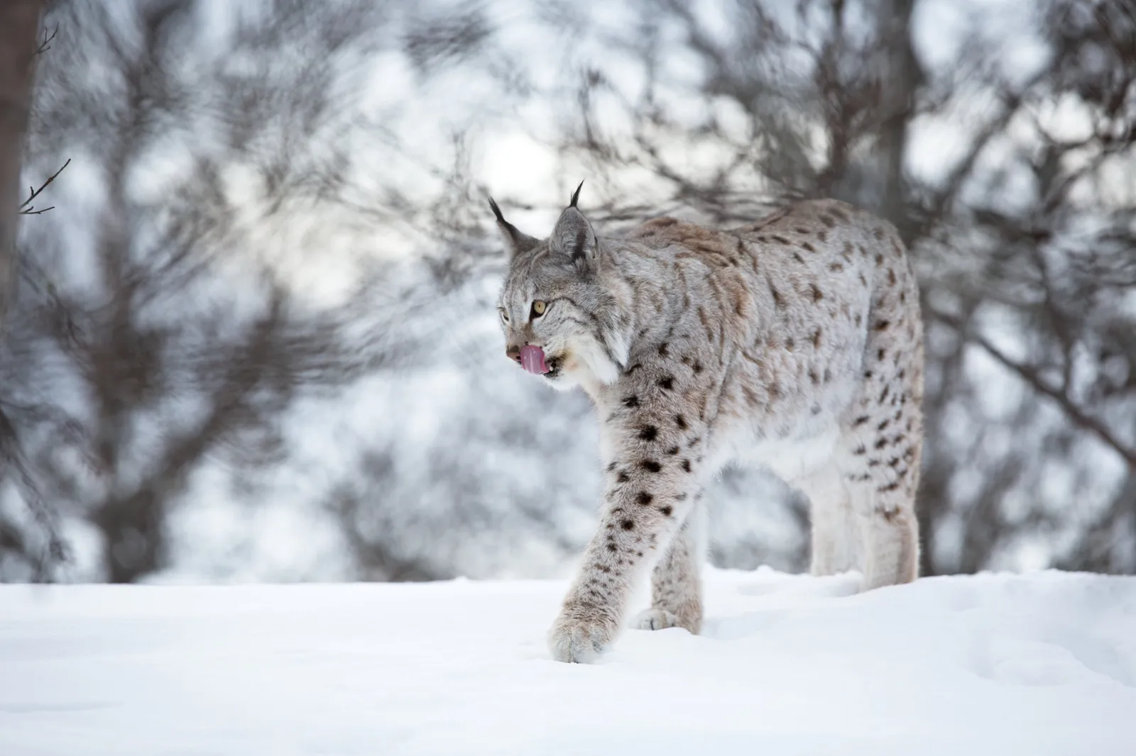 A spotted lynx walking through the snow in front of birch trees