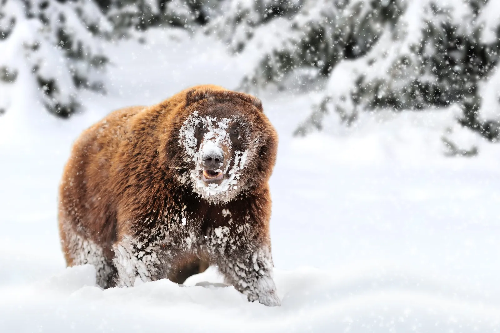 A brown bear, its muzzle covered in snow, ploughing through powder
