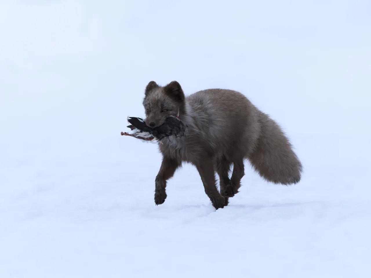 A dark grey Arctic fox trotting through the snow with a bird in its mouth