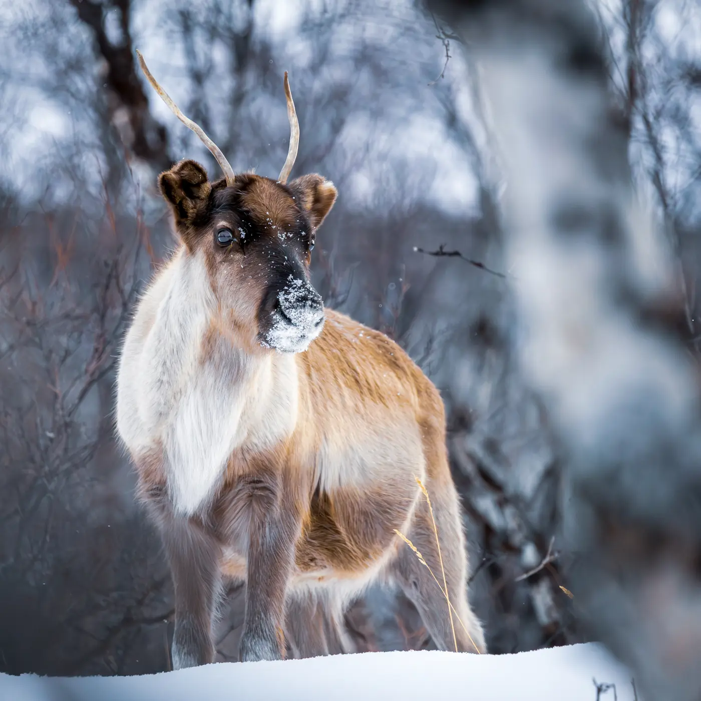 A brown and white reindeer among snowy birches