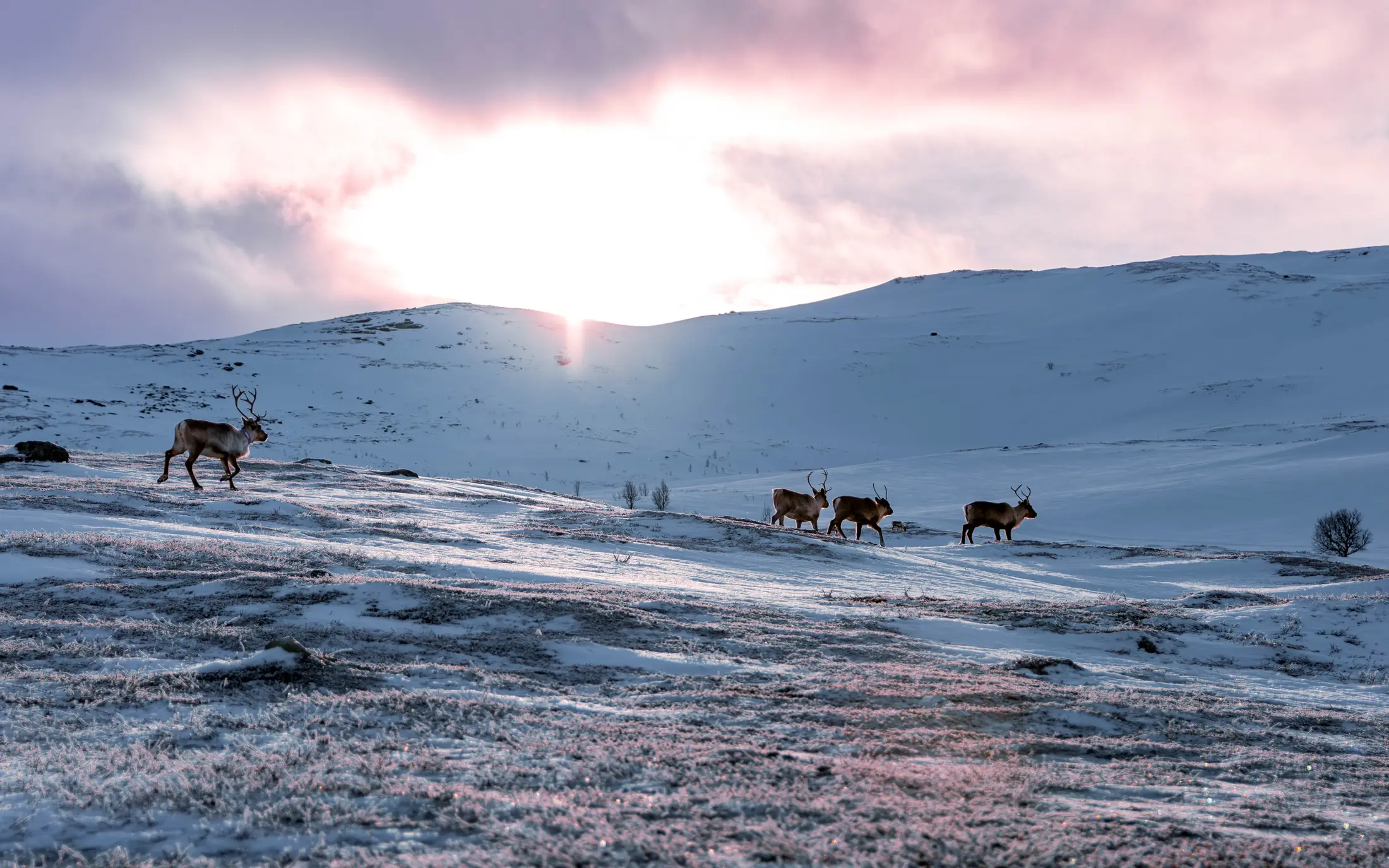Reindeer on a snowy plateau in pink morning light