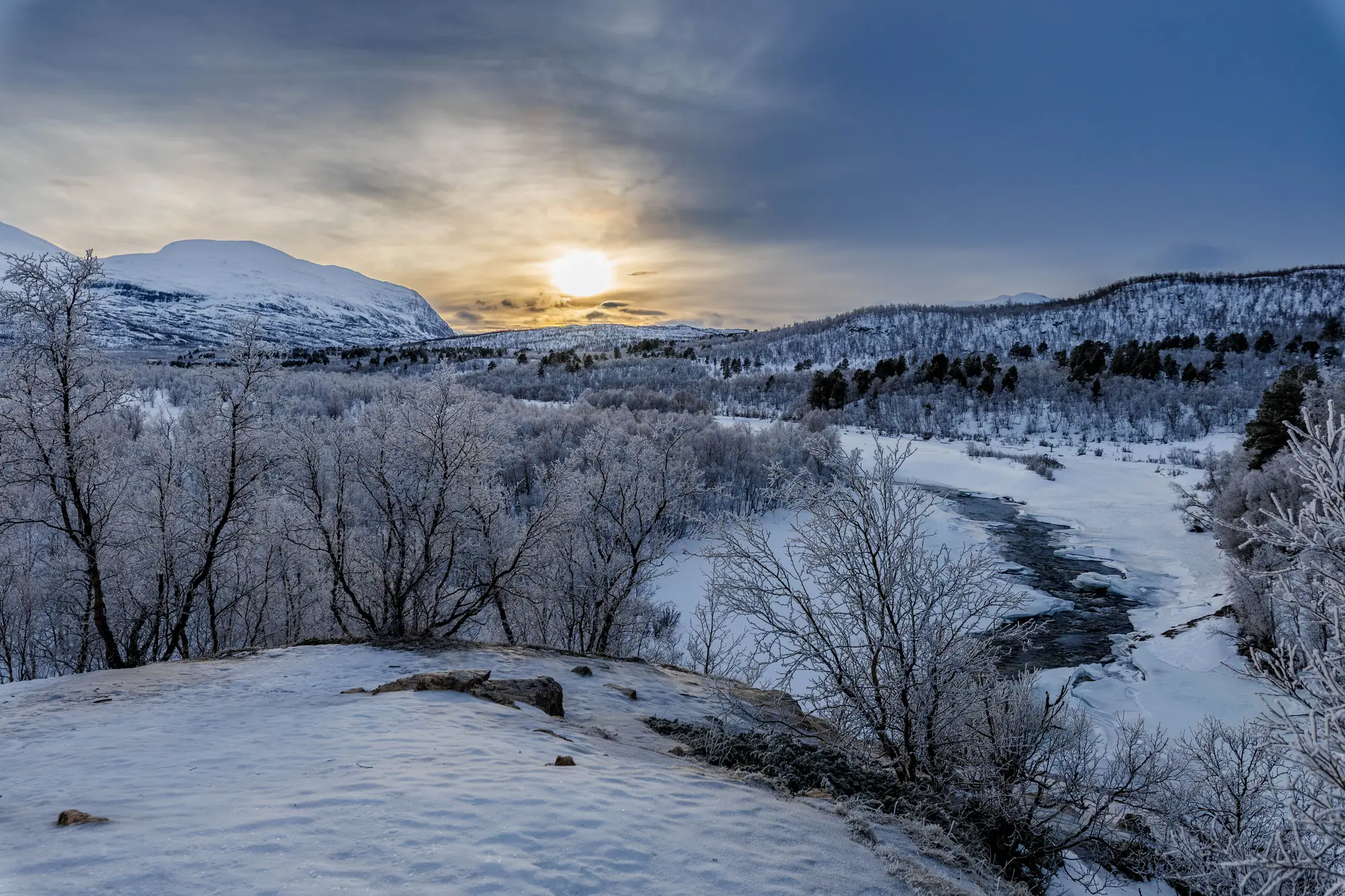 Dwarf birches beside a frozen river, under a low sun