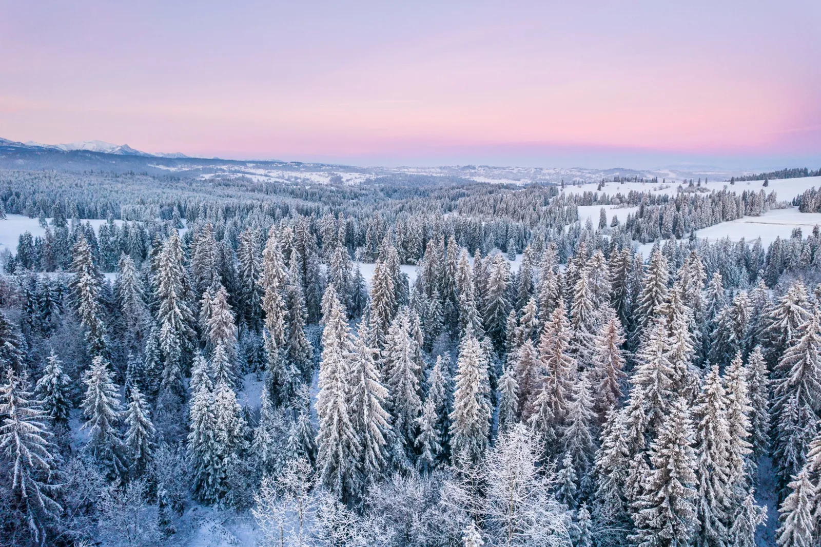 Snow-covered conifer forest under a pink sky